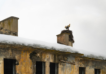 Fototapeta na wymiar Storks on housetop in winter domicile in snowy weather