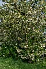 Flowering tree Robinia pseudoacacia