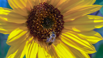 Maco photography of a sunflower with a honey bee. Captured at the Andean mountains of central Colombia.