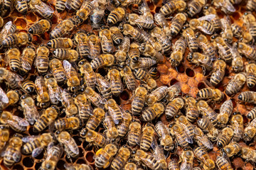 A bunch of bees on a honeycomb 