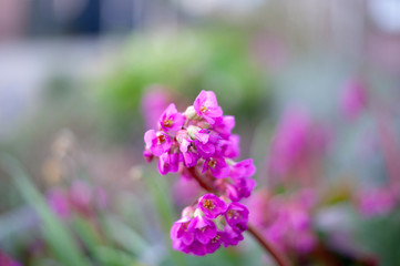 purple flowers in the garden
