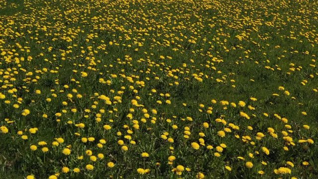 L&ouml;wenzahnwiese. Flug &uuml;ber die Wiese mit saftigem L&ouml;wenzahn. 