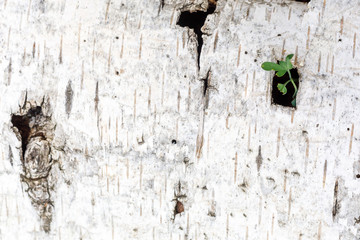 a green sprout makes its way through a square slit in the bark of white birch