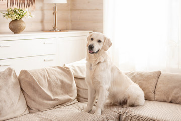 Cute big white dog lies on a sofa in a cozy country house and looks into the camera. Concept of...
