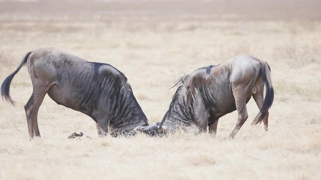 180p slow motion clip of two wildebeest bulls pushing each other at ngorongoro crater in tanzania