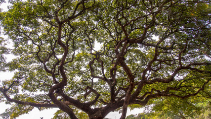 The intrincated canopy of the acacia tree. Captured at he Andean mountains of southern Colombia.