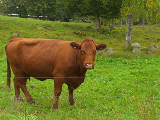 Kuh in Småland, Schweden