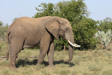 Afrikanischer Elefant / African elephant / Loxodonta africana