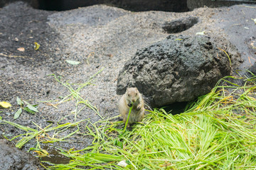 Fototapeta premium Cute small prairie dogs in Ueno Zoological Gardens in Tokyo, the flagship zoo of Japan. The oldest zoo in Japan visited in August.