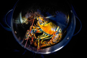 Live Lobster in Pot2