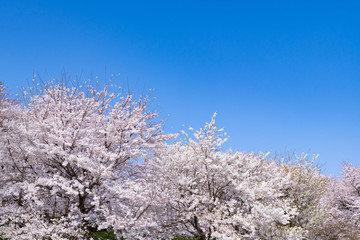 埼玉県幸手市　権現堂の桜