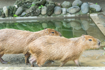 Fototapeta premium Couple of cute capybaras in a Zoological Garden in Tokyo, Japan, visited in August.
