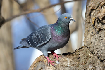 A common pigeon (Columba livia) sitting on a tree in winter