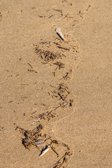 Plastic pieces washed up from the Atlantic Ocean sand beach shoreline in Agadir, Morocco