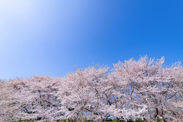 埼玉県幸手市　権現堂の桜
