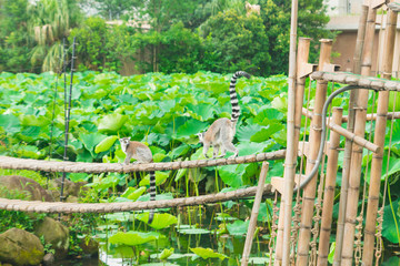 Lotuses in Shinobazu Pond, a unique habitat of ring-tailed lemurs in Ueno Zoological Gardens in Tokyo, the flagship zoo of Japan. The oldest zoo in Japan visited in August.