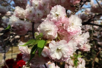 新家長福寺の八重桜