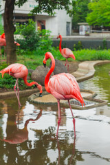 Pink flamingos in Ueno Zoological Gardens in Tokyo, the flagship zoo of Japan. The oldest zoo in Japan visited in August.