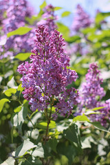 purple lilac blooming in the garden
