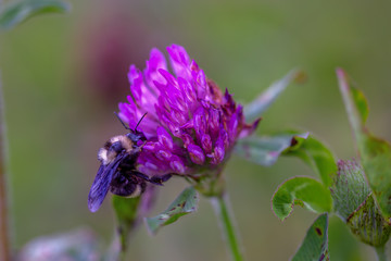 Macro photography of a bumblebee hanging from a red clover flower while it feeds. Captured at the Andean mountains of central Colombia.