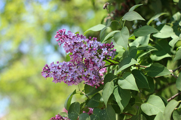 purple lilac blooming in the garden