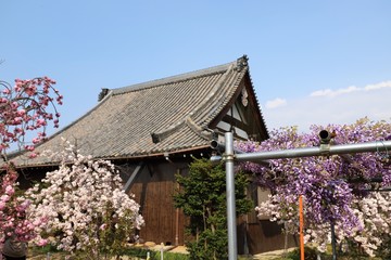 Fototapeta na wymiar 新家長福寺の八重桜