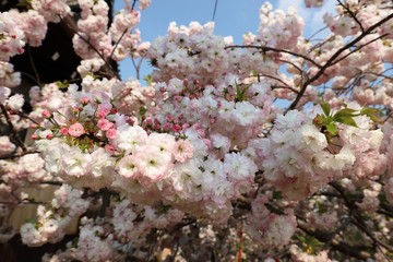 新家長福寺の八重桜