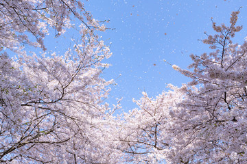 埼玉県幸手市　権現堂の桜