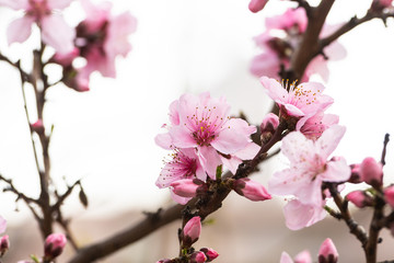 Cherry blossom in spring for background or copy space for text