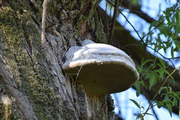 Tinder fungus with Spiderweb