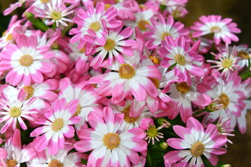 Florist's Cineraria flower