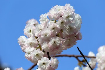 新家長福寺の八重桜