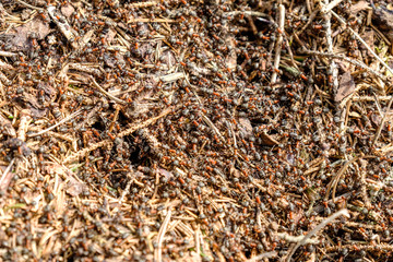 Ameisenhaufen: Waldameise (Formica)