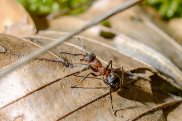 Waldameise (Formica) auf Blatt