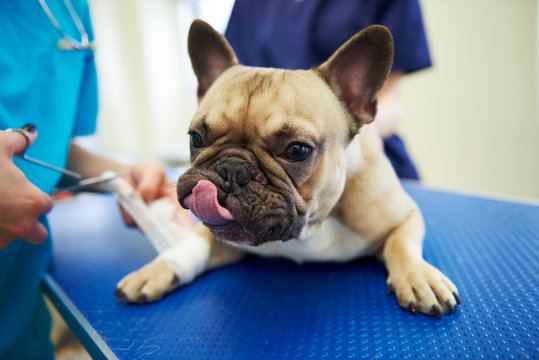 Injured dog receiving bandage in veterinary surgery