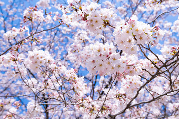 埼玉県幸手市　権現堂の桜