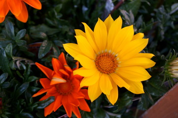 Colorful Gazania flower