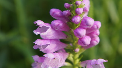 Antirrhinum majus flower