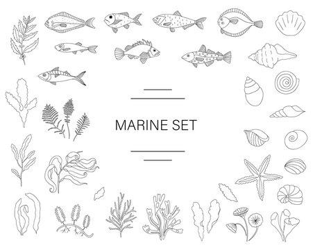 Vector  black and white set of fish, sea shells, seaweeds isolated on white background. Colorful marine collection. Underwater illustration
