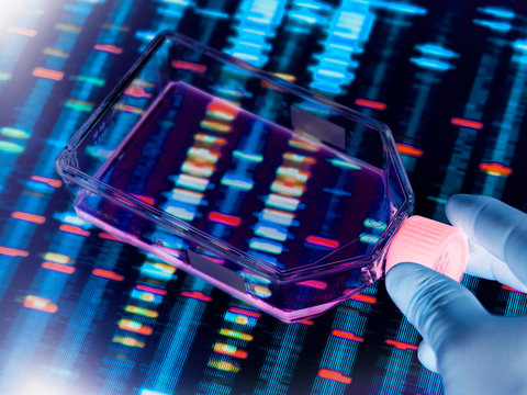 Genetic Engineering, Scientist Viewing Cells In A Culture Jar With A DNA Profiles On A Screen In The Background Illustrating Gene Editing