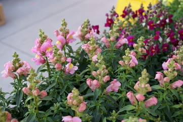 Obraz premium Antirrhinum majus flower