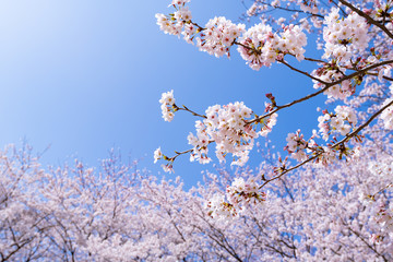 埼玉県幸手市　権現堂の桜
