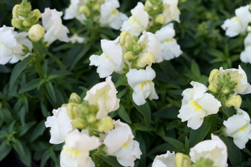 Antirrhinum majus flower