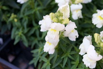 Antirrhinum majus flower