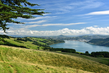 Dunedin bay lookout New Zealand