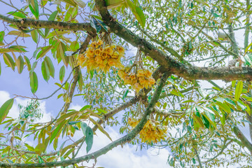 Flowering and growing of durian flowers on trees in April at Chanthaburi, Thailand