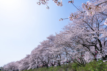 埼玉県幸手市権現堂の桜