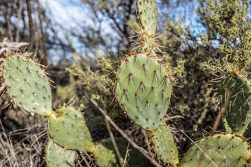 cactus in the desert