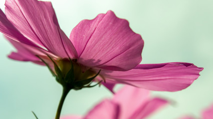 Fototapeta premium Macro photography of a garden cosmos flower from behind. Captured at the Andean mountains of central Colombia.