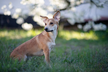 Portret psa na zielonej trawie